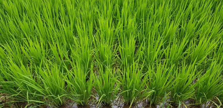 KakaoTalk_20250718_082040587.jpg?type=w773