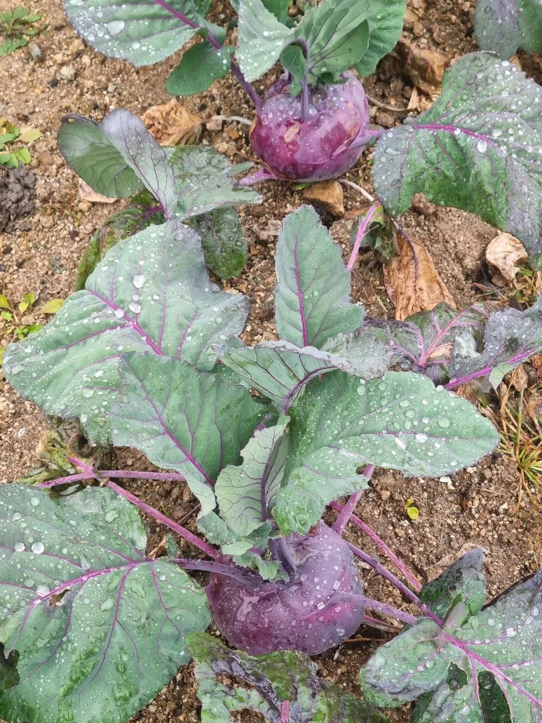 KakaoTalk_20251125_075918746.jpg?type=w773