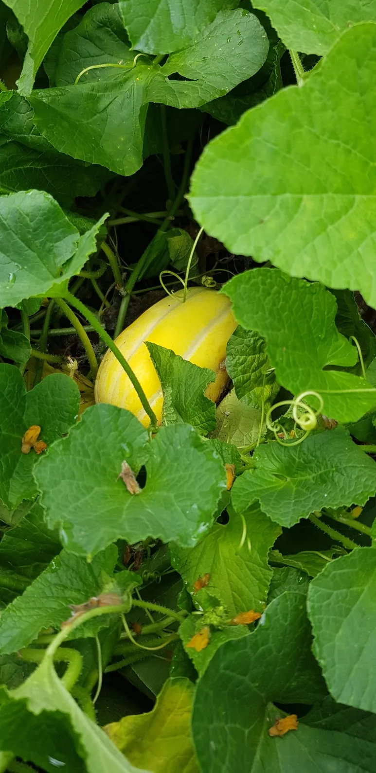 KakaoTalk_20250731_092226448.jpg?type=w773