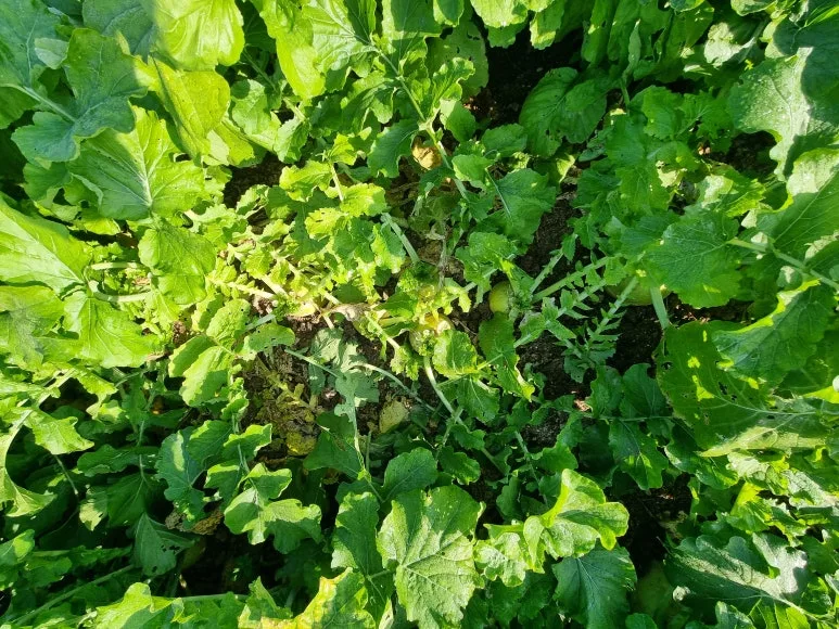 KakaoTalk_20251106_085150311.jpg?type=w773