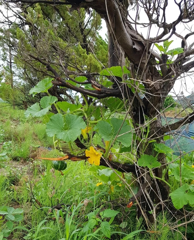 SE-197ea3cf-af79-46bf-9e39-82dab953ea48.jpg?type=w773