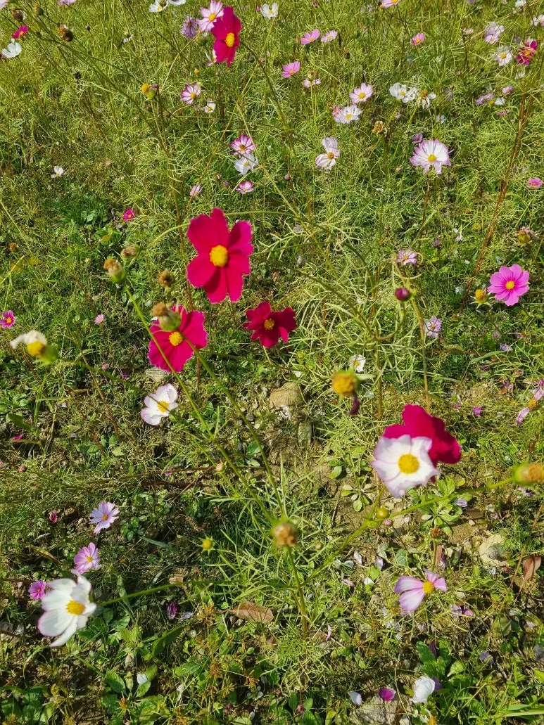 KakaoTalk_20251107_100902711.jpg?type=w773