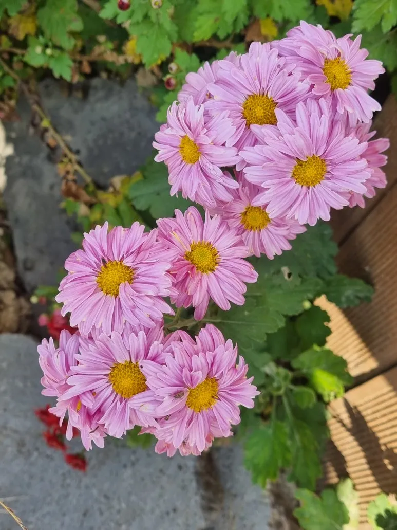 KakaoTalk_20251101_080125400.jpg?type=w773