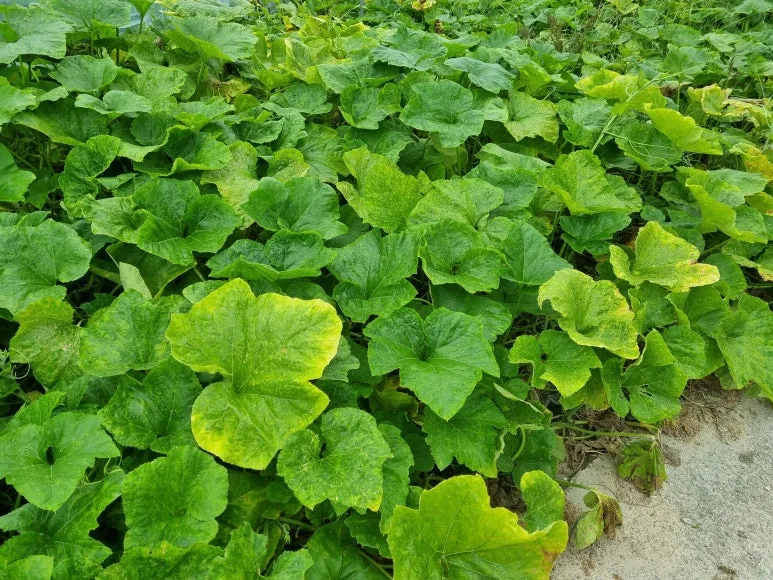 KakaoTalk_20250912_131859324.jpg?type=w773