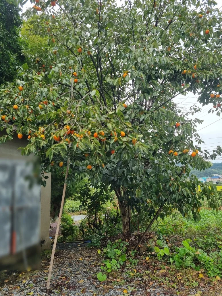 SE-e7839e79-1124-493b-97a9-ffc9eee8ff56.jpg?type=w773