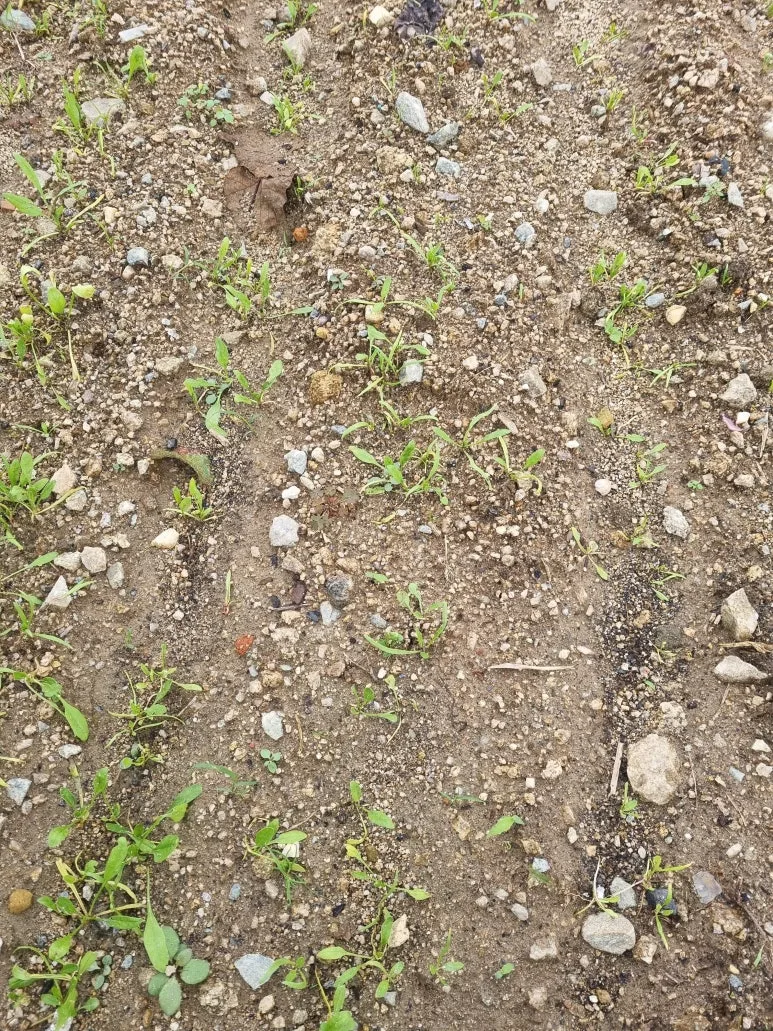 KakaoTalk_20251018_145604829.jpg?type=w773