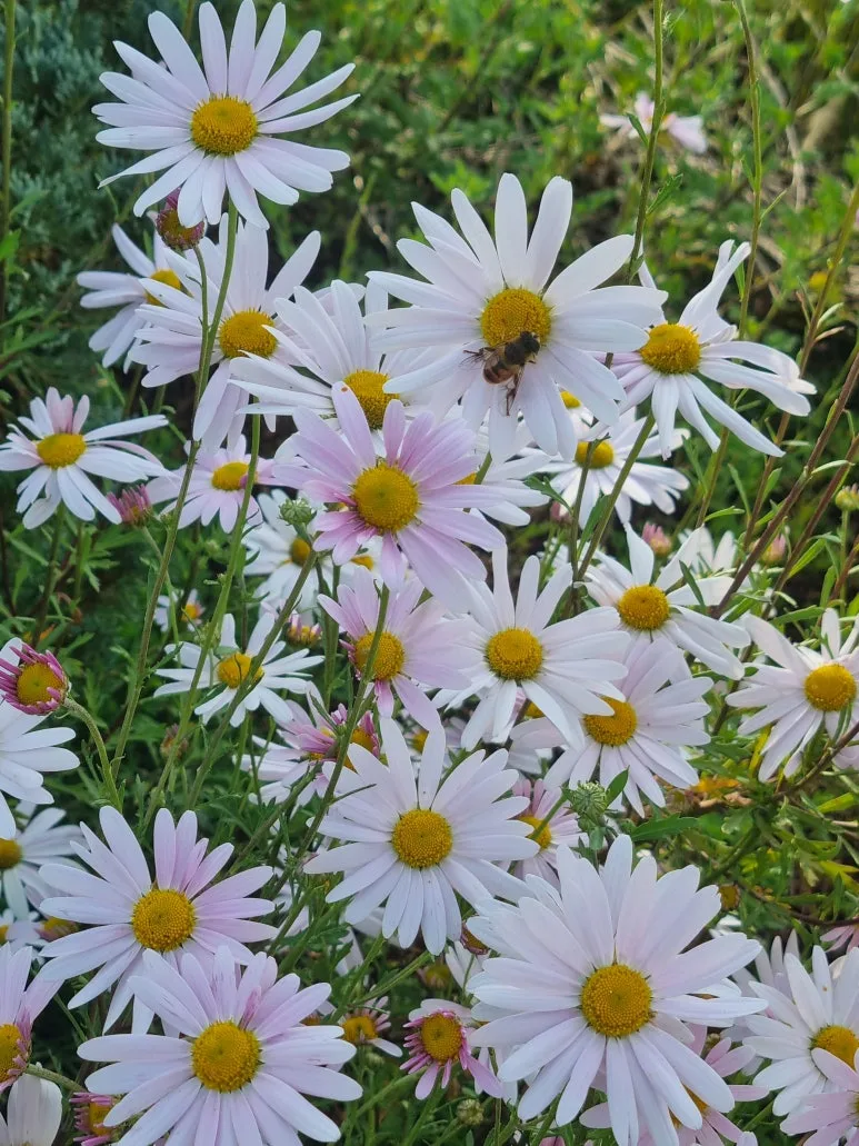 KakaoTalk_20251029_071400668.jpg?type=w773