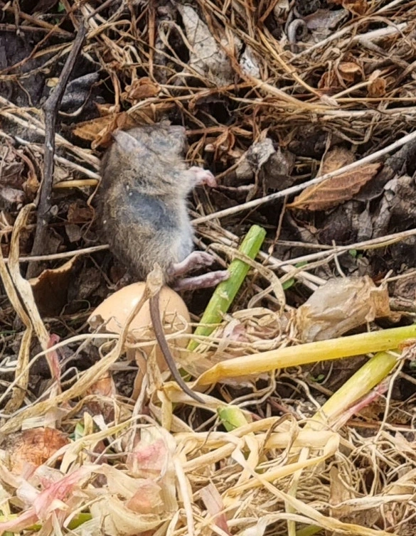 SE-4003bacb-0a19-40d4-82e2-a3e9662902f8.jpg?type=w773