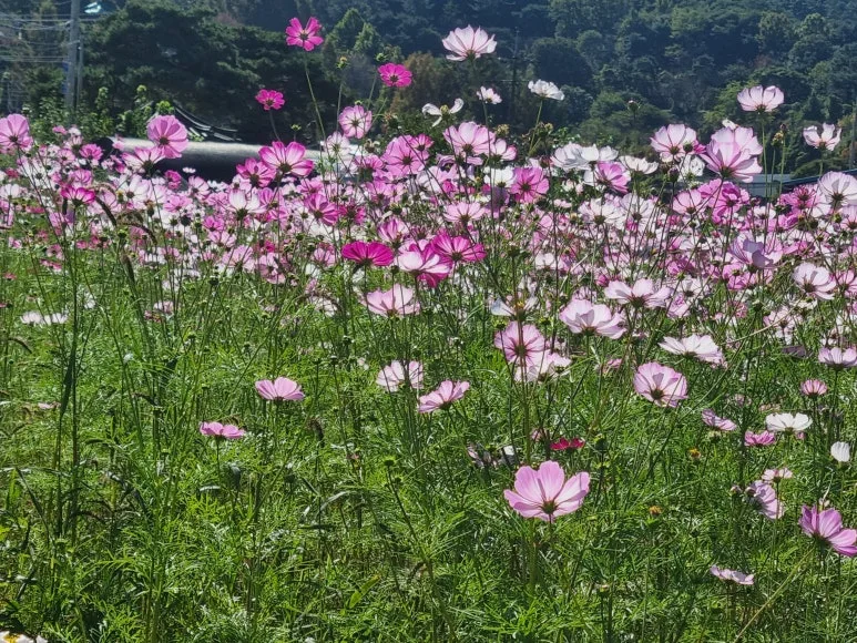 KakaoTalk_20251028_090315596.jpg?type=w773