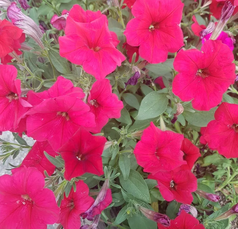 SE-2a7eef24-a464-4aec-b748-71be2cfcd94e.jpg?type=w773