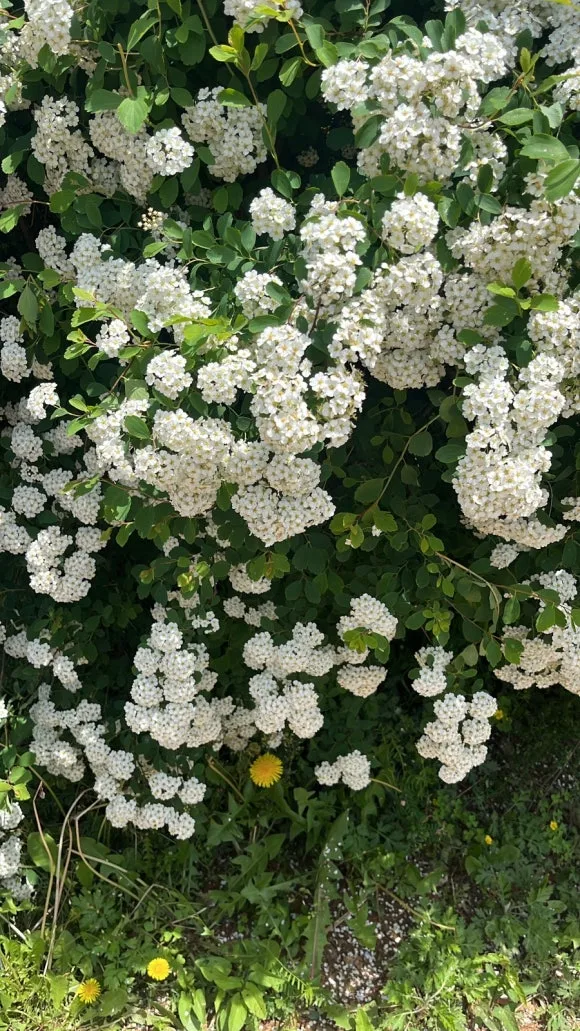 34CDBEE2-398B-486B-97F9-B29E9B254BD0.jpg?type=w580