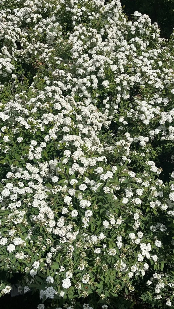 384538B9-3C36-4980-8F9D-B8AF1CAD5D95.jpg?type=w580