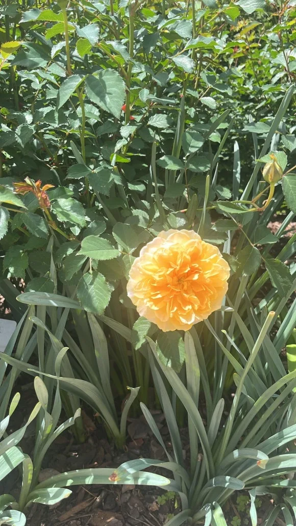 27077E45-A5DC-4235-BDF7-A44CFA825C9A.jpg?type=w580