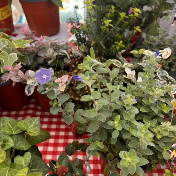 IMG_5523.jpg?type=w580