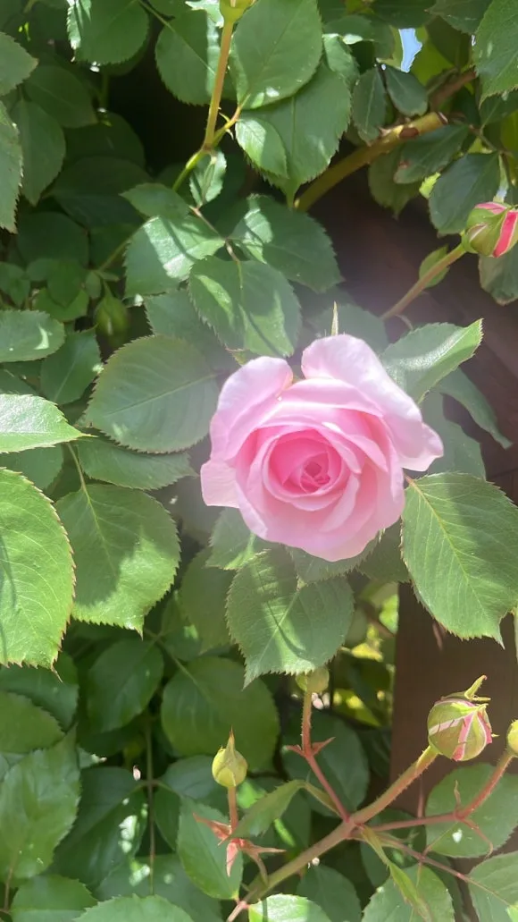 979E00F1-8B72-43E9-8CEC-C9545CB54AFA.jpg?type=w580