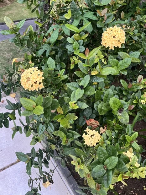 P20230731_073515182_4B3EAEBB-BE4A-4526-BD0C-0DA293E4E520.jpg?type=w466