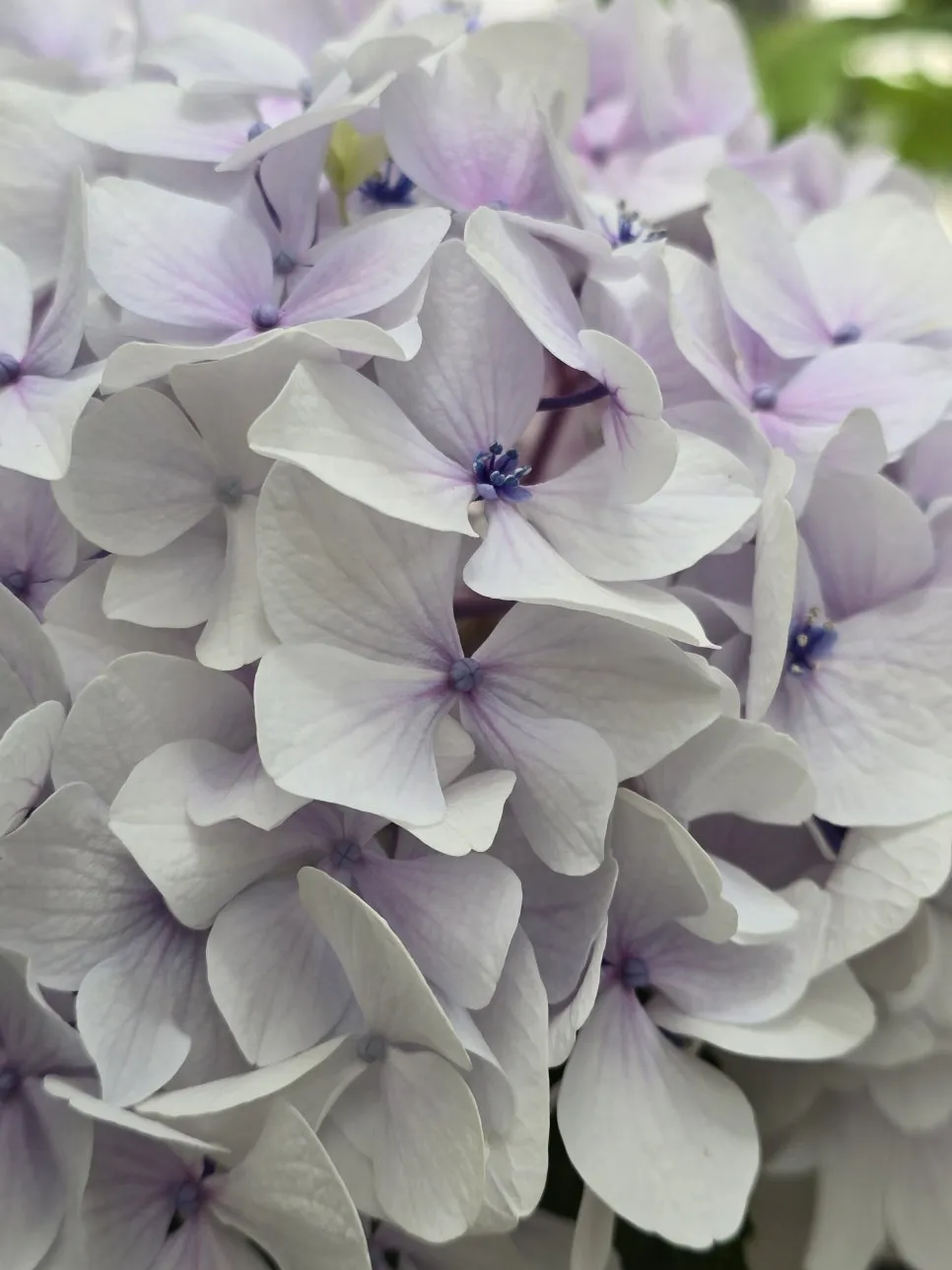 KakaoTalk_20240511_071306884_05.jpg?type=w966