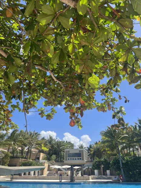 P20230727_133032981_CADDFE1C-8794-41C1-994F-BDB1CCA35E83.jpg?type=w466