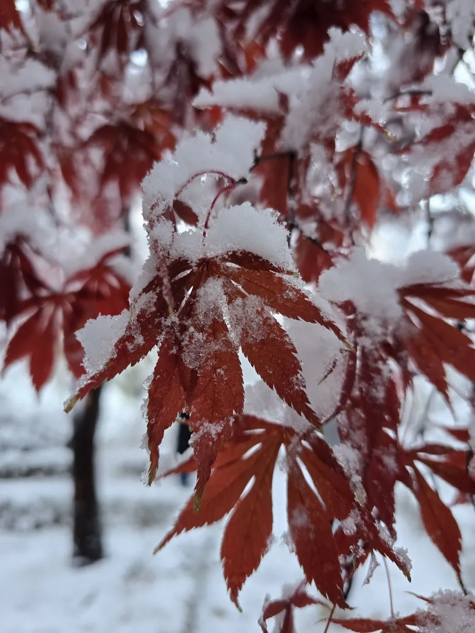 20241127_081625.jpg?type=w1