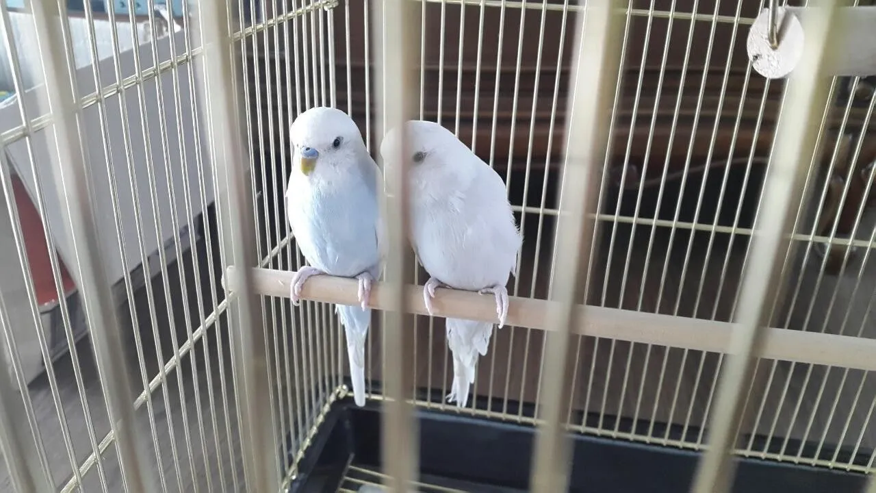 g_a77Ud018svcmjycij3xhbe1_hhjmnc.jpg?type=e1920_std