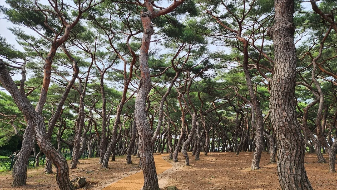 e_677Ud018svcb9eg8qg2jw5g_hhjmnc.jpg?type=e1920_std