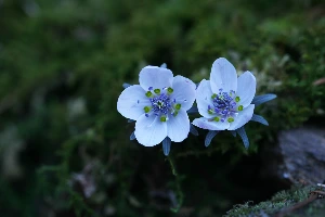 img.jpg?credential=yqXZFxpELC7KVnFOS48ylbz2pIh7yKj8&expires=1759244399&allow_ip=&allow_referer=&signature=FYAtKDyeLrH%2BEmaoadOhqhk8pKY%3D