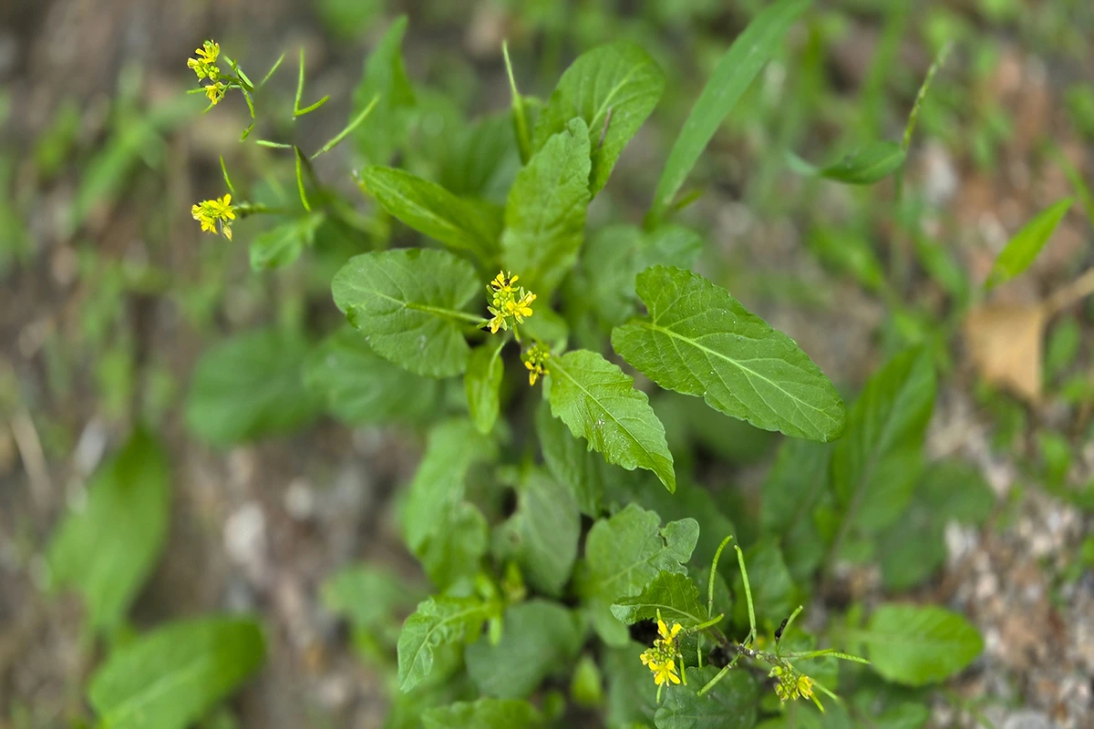 img.jpg?credential=yqXZFxpELC7KVnFOS48ylbz2pIh7yKj8&expires=1764514799&allow_ip=&allow_referer=&signature=0Oah15ddFjVnbIE%2FfL%2FQPNKXrPM%3D