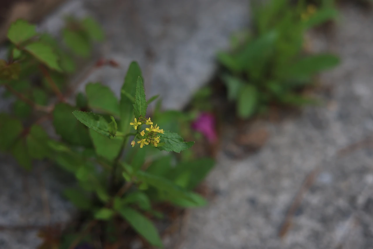 img.jpg?credential=yqXZFxpELC7KVnFOS48ylbz2pIh7yKj8&expires=1764514799&allow_ip=&allow_referer=&signature=uYnVRLZzEVv4jOv%2FpDnIpdlzMOI%3D