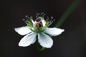 img.jpg?credential=yqXZFxpELC7KVnFOS48ylbz2pIh7yKj8&expires=1759244399&allow_ip=&allow_referer=&signature=cVLZeD5lXEKAmfyCdNaNg4WXNR8%3D