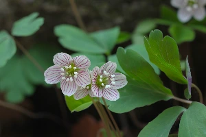 img.jpg?credential=yqXZFxpELC7KVnFOS48ylbz2pIh7yKj8&expires=1759244399&allow_ip=&allow_referer=&signature=KXSda8ozUU1je%2BY1Yvb59FruI18%3D