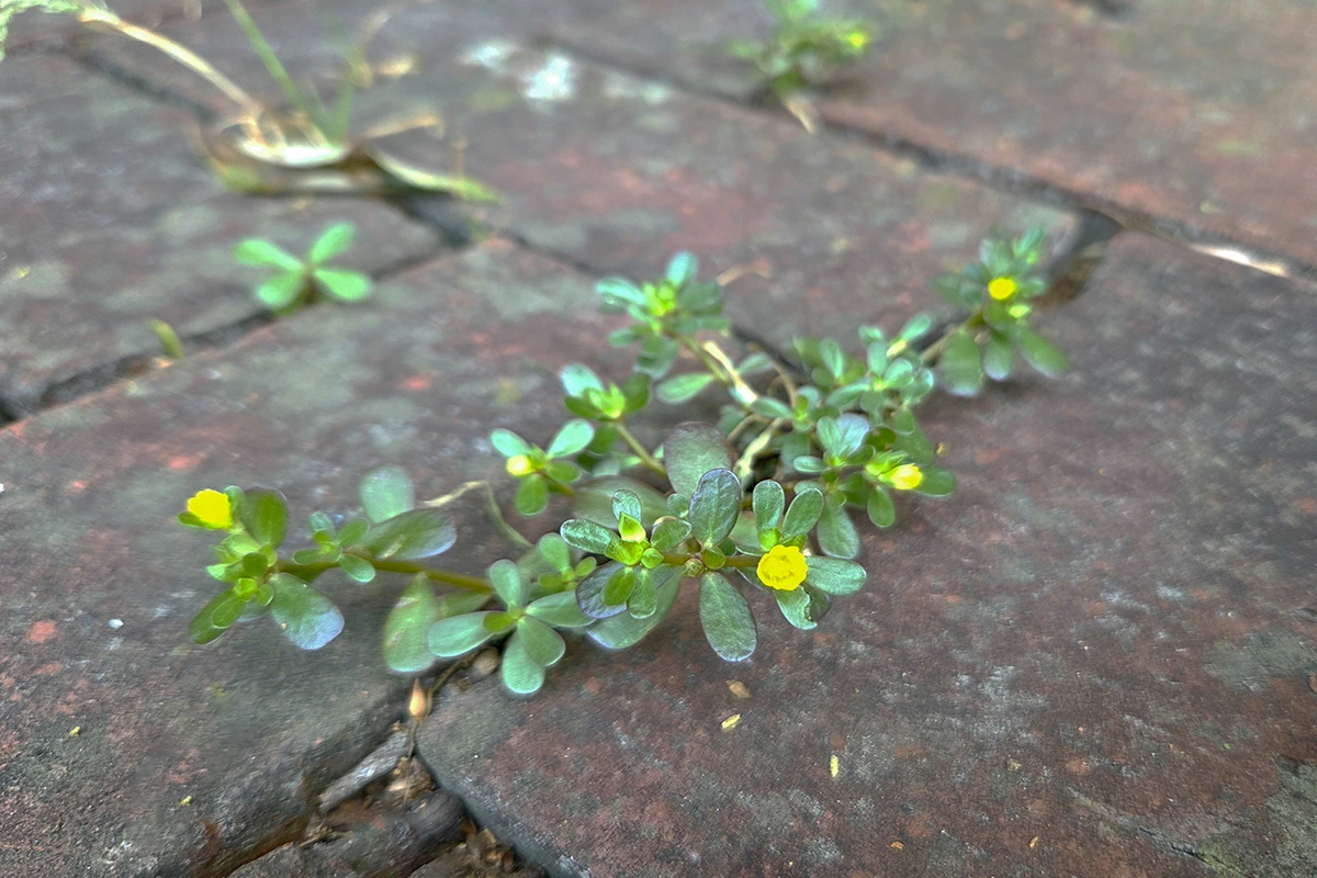 img.jpg?credential=yqXZFxpELC7KVnFOS48ylbz2pIh7yKj8&expires=1761922799&allow_ip=&allow_referer=&signature=ft125rpccdM6c4vcTFVXw8TCsfg%3D