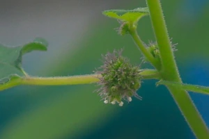 img.jpg?credential=yqXZFxpELC7KVnFOS48ylbz2pIh7yKj8&expires=1759244399&allow_ip=&allow_referer=&signature=aGiOxTo2tzrlHt4%2BhJ5jsNftvdU%3D