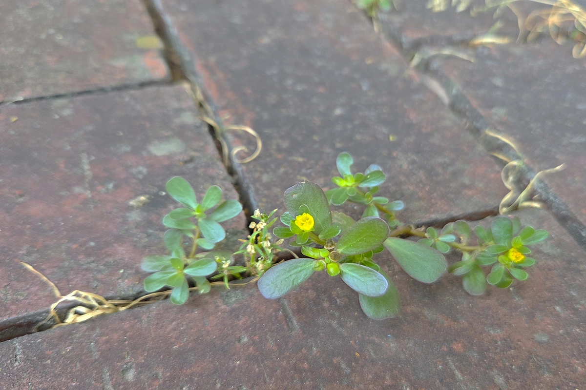 img.jpg?credential=yqXZFxpELC7KVnFOS48ylbz2pIh7yKj8&expires=1761922799&allow_ip=&allow_referer=&signature=DU0ZaJdYALVplwJz6Blaf8ZQcf8%3D