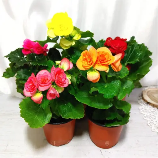 %EB%B2%A0%EA%B3%A0%EB%8B%88%EC%95%84.jpg?type=w1