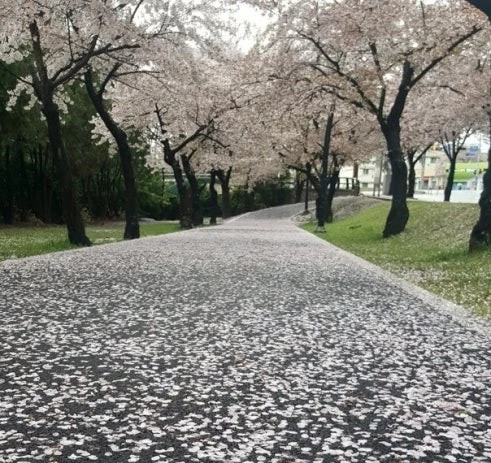 %EB%B2%9A%EA%BD%83%EA%B8%B8_%EB%8B%A4%EC%9A%B4%EB%A1%9C%EB%93%9C_(1).jpg?type=w1