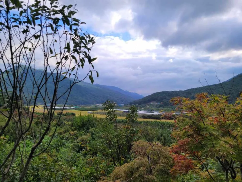 %EC%B2%AD%EB%8F%84_Resized_20251008_163441.jpg?type=w1