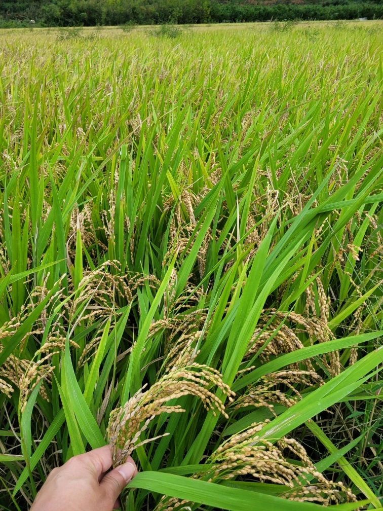 %EC%B2%AD%EB%8F%84_Resized_20251008_160741.jpg?type=w1