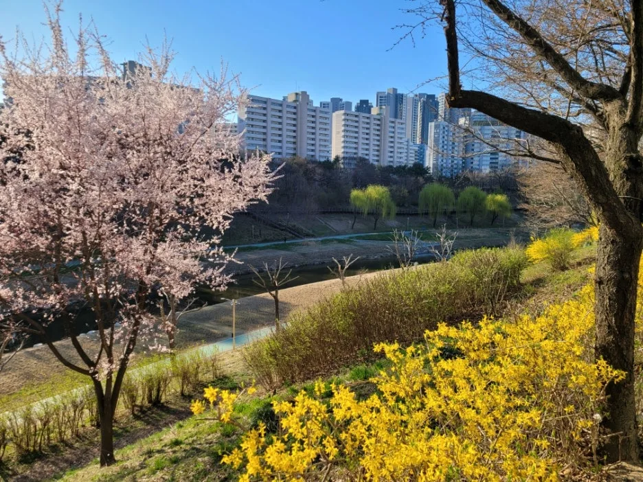 %EC%96%91%EC%9E%AC%EC%B2%9C_%EB%B4%84%EA%BD%83_Resized_20250330_081759.jpg?type=w1