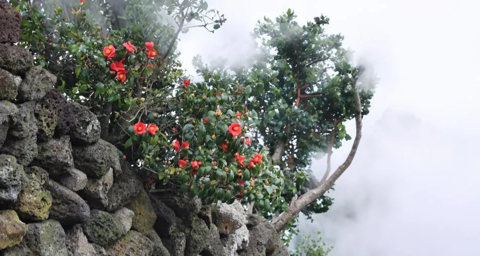 %EB%8F%99%EB%B0%B1%EA%BD%83.jpg?type=w966