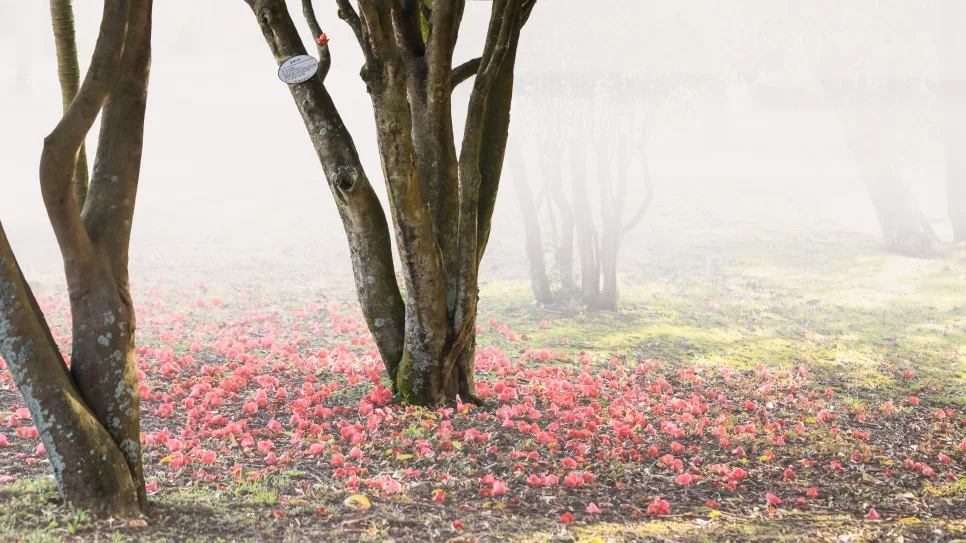 %EB%8F%99%EB%B0%B1%EA%BD%8301.jpg?type=w966