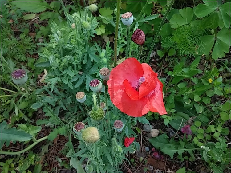 a0109537_574c4110c6a87.jpg?type=w966