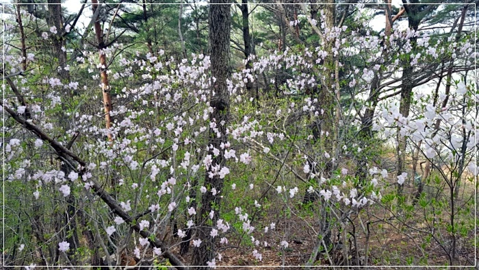 a0109537_5ad5ef57b00ee.jpg?type=w966