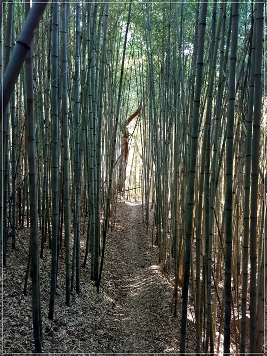 a0109537_5a001f246b7aa.jpg?type=w966