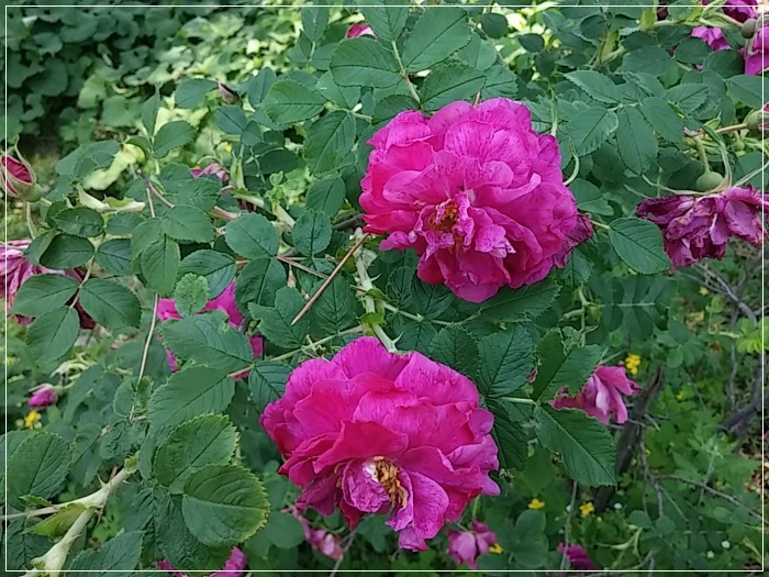 a0109537_574d81ba59208.jpg?type=w966