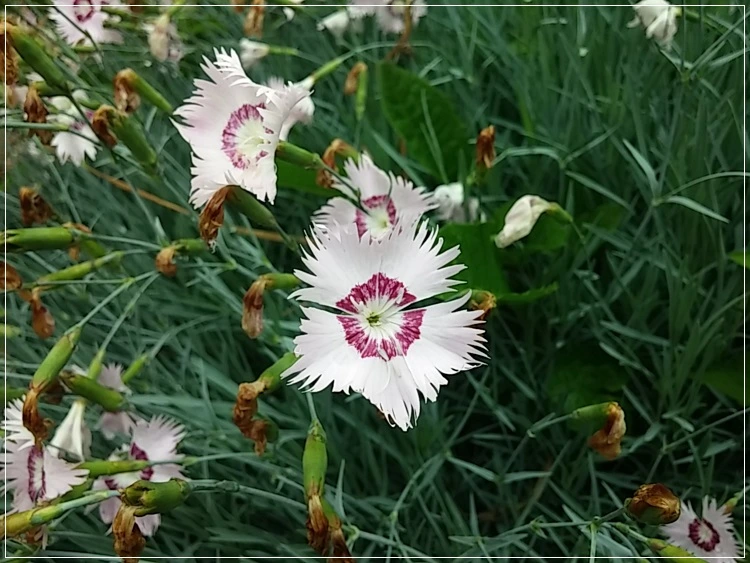 a0109537_574c41011f39c.jpg?type=w966