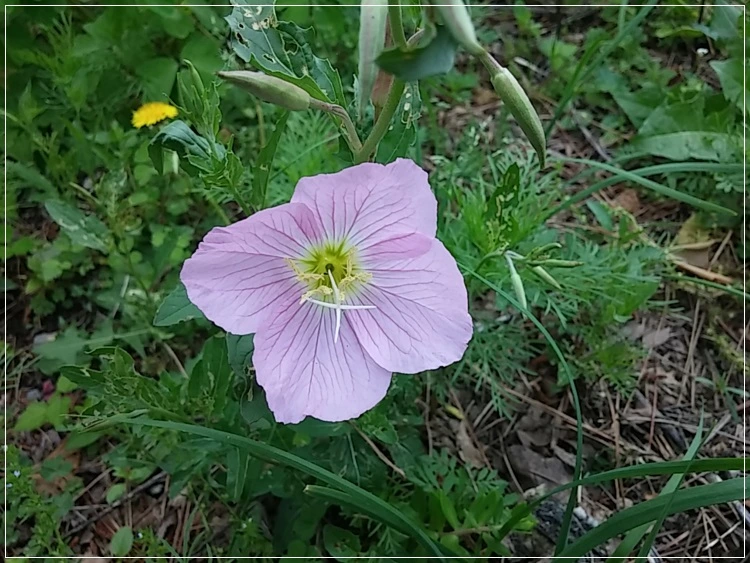 a0109537_574b0165a12eb.jpg?type=w966