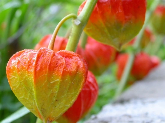 a0109537_49879423e2153.jpg?type=w966