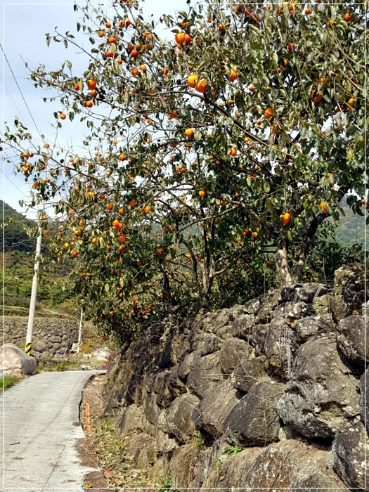 a0109537_5a01b078e93fe.jpg?type=w966