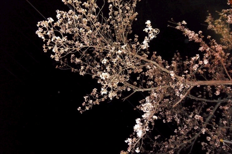 a0109537_4f818c4bbe232.jpg?type=w966