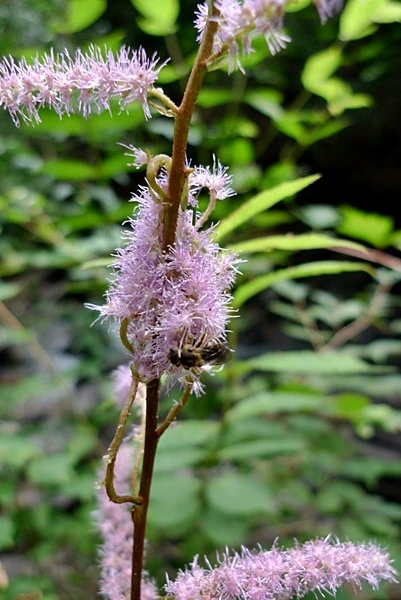 a0109537_4e3f358ff13eb.jpg?type=w966